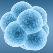 FRET embryotransfer